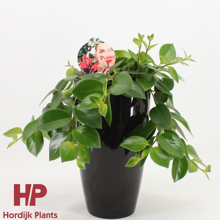 <h4>Aeschynanthus Mona Lisa Keramiek Zwart</h4>