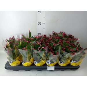 Rhipsalidopsis   ...