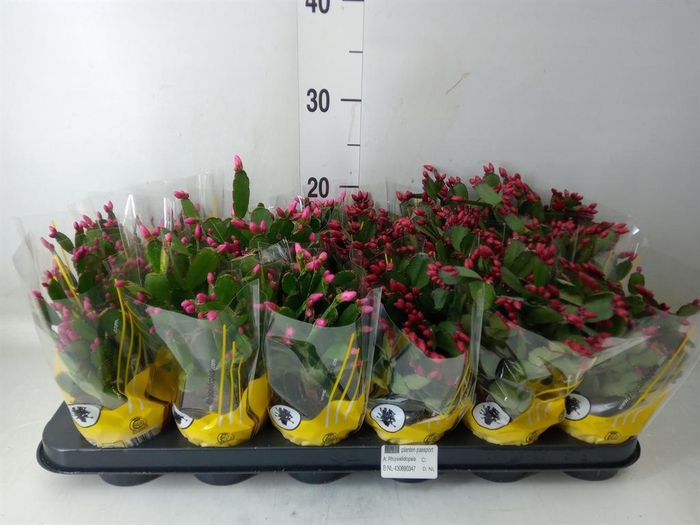 <h4>Rhipsalidopsis   ...</h4>