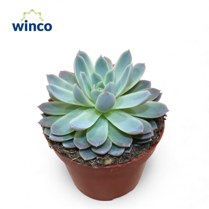 <h4>Echeveria Violet Queen</h4>