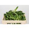 Ornithogalum thyrsoides Milky Way
