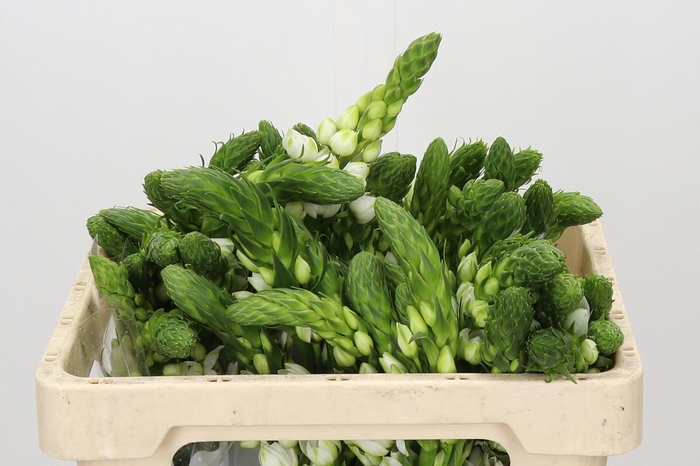 <h4>Ornithogalum thyrsoides Milky Way</h4>