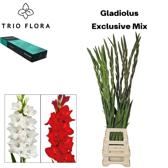 <h4>GLAD GR EXCLUSIVE MIX 2 COLOR Small Box 30</h4>