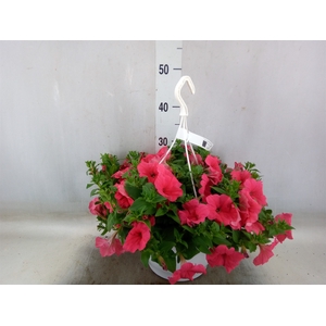 Petunia  'Surfinia'   ...