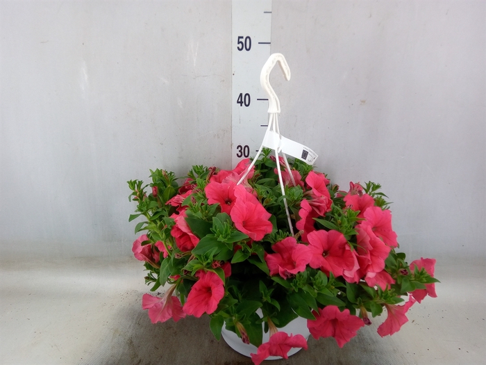 <h4>Petunia  'Surfinia'   ...</h4>