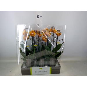 Phalaenopsis multi. 'Ant Las Vegas'