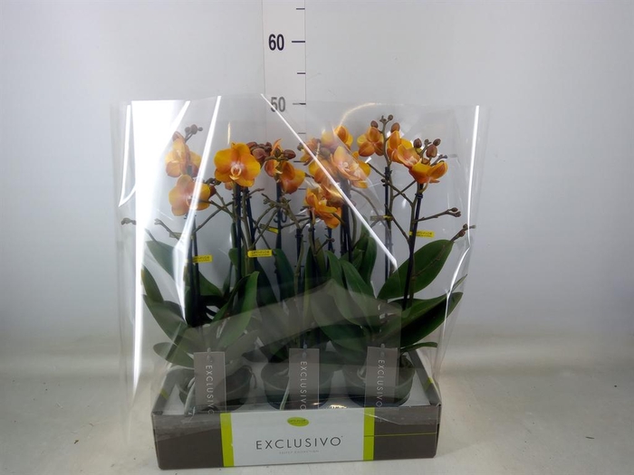 <h4>Phalaenopsis multi. 'Ant Las Vegas'</h4>