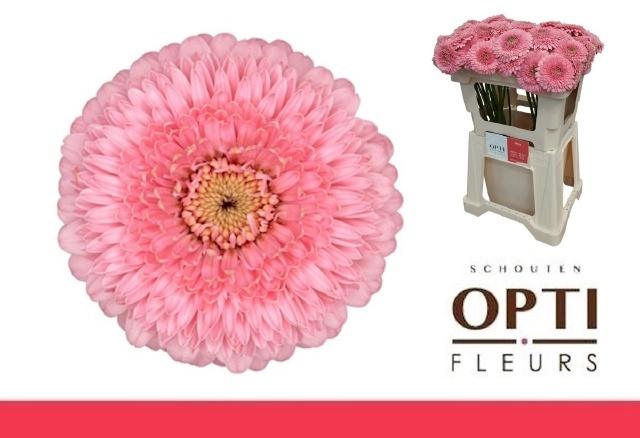 <h4>Ge Mb Pomponi Piggy</h4>