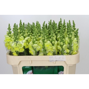 Antirrhinum Opus Yellow