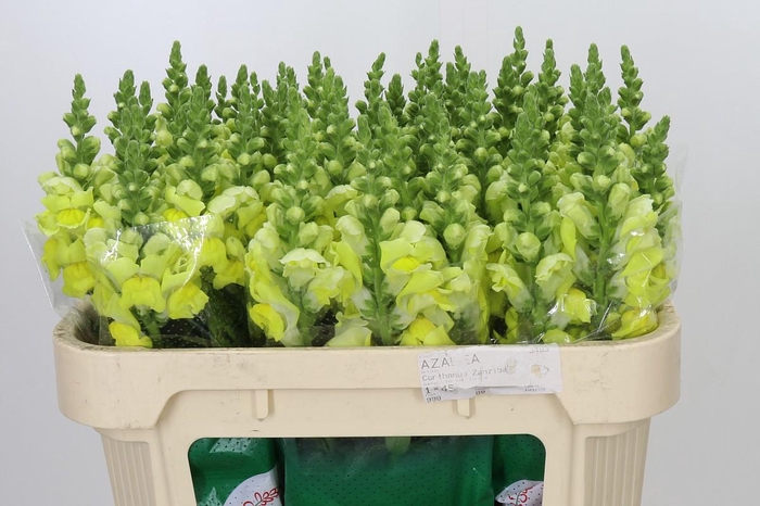 <h4>Antirrhinum Opus Yellow</h4>