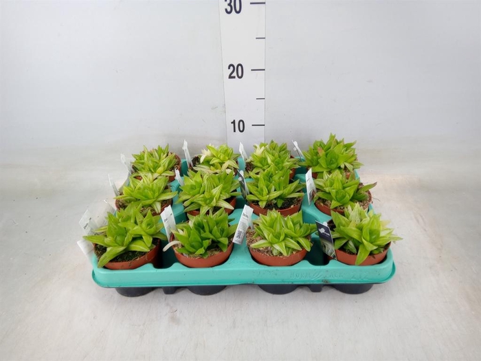 <h4>Haworthia   ...</h4>