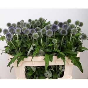 Echinops Ritro Mts Kwinten