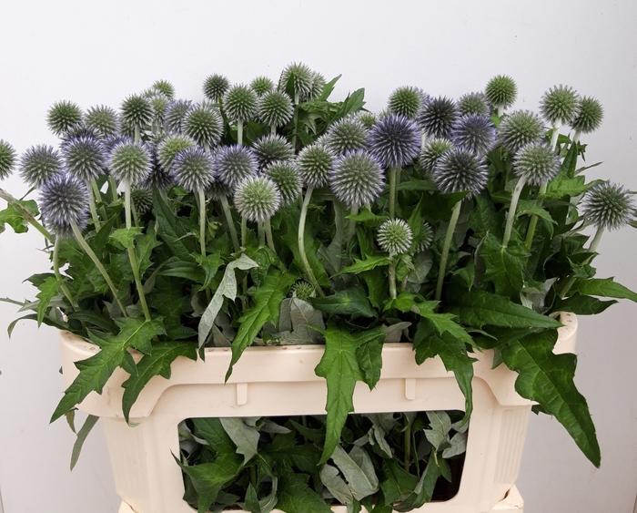 <h4>Echinops Ritro Mts Kwinten</h4>