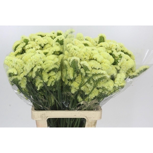 Limonium Sinuatum Yellow