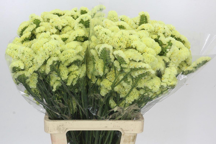 <h4>Limonium Sinuatum Yellow</h4>