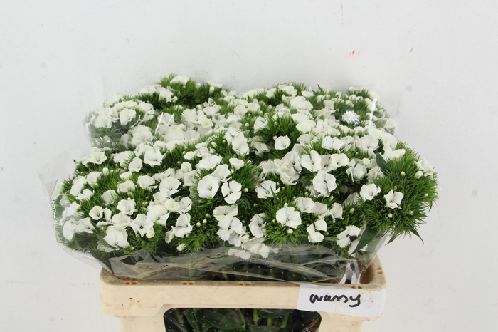 <h4>DI BARB ALDO WHITE</h4>