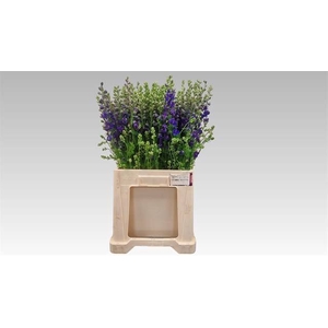 DELPH RIDDERSP DNK BLAUW