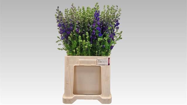 <h4>DELPH RIDDERSP DNK BLAUW</h4>