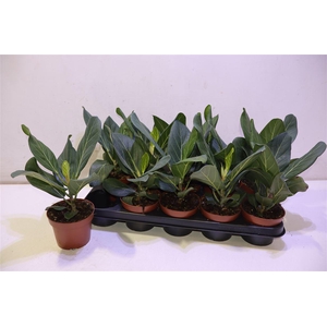 arr8 Ficus Beng Audrey