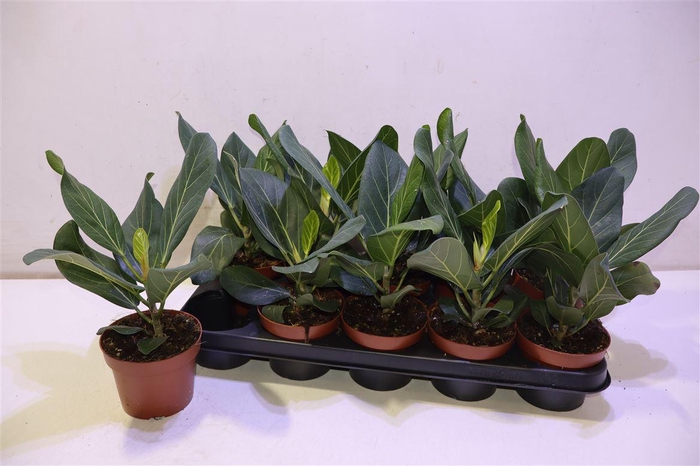 <h4>Ficus Beng Audrey</h4>