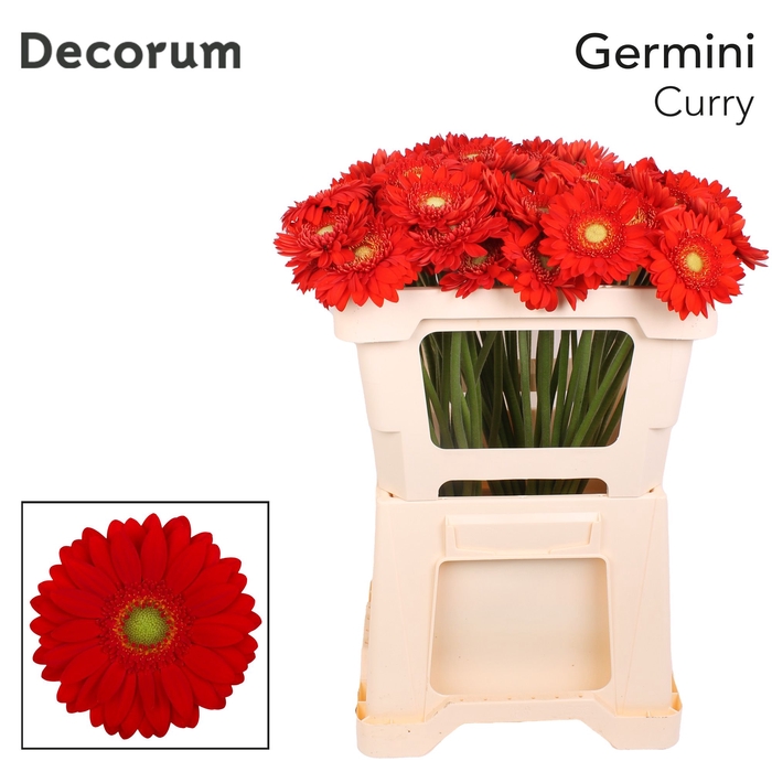 <h4>Germini Curry Water</h4>