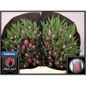 Tulipa si sirikit