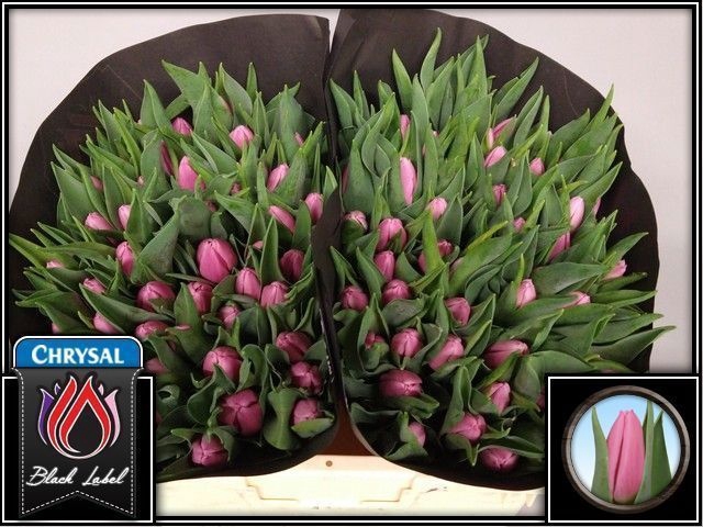 <h4>Tulipa si sirikit</h4>