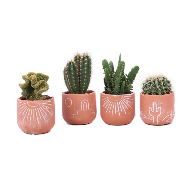 <h4>Cactus mix 8,5 cm in Merzouga keramiek</h4>