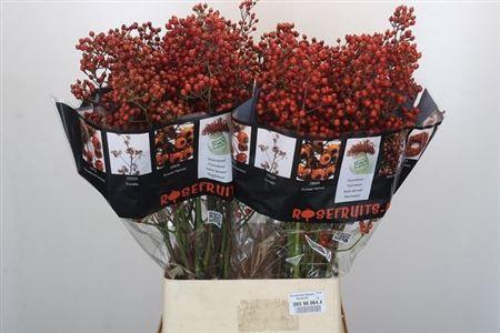 <h4>Rosa Autumn Rosefruits</h4>