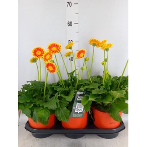 Gerbera  'Garvinea Sweet Blaze'
