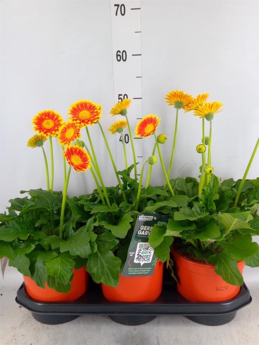 <h4>Gerbera  'Garvinea Sweet Blaze'</h4>