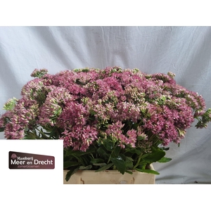 SEDUM SP CARL