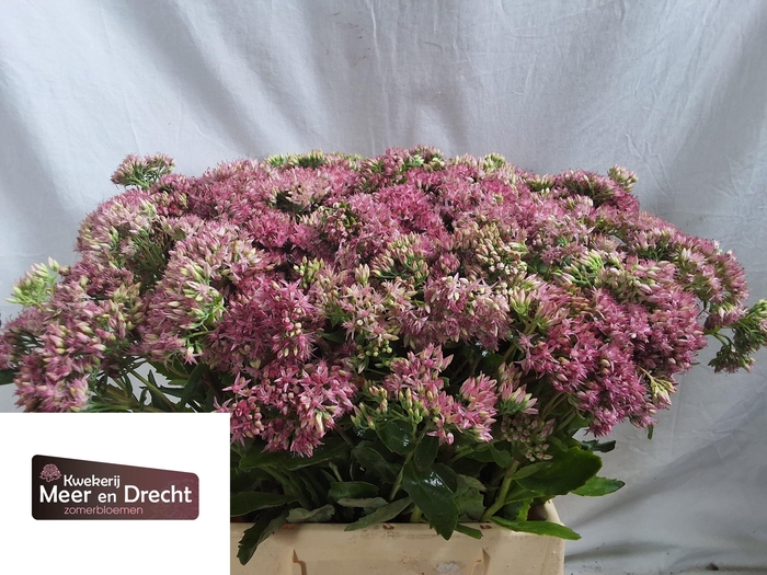 <h4>SEDUM SP CARL</h4>
