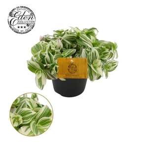 Tradescantia Brightness 12cm