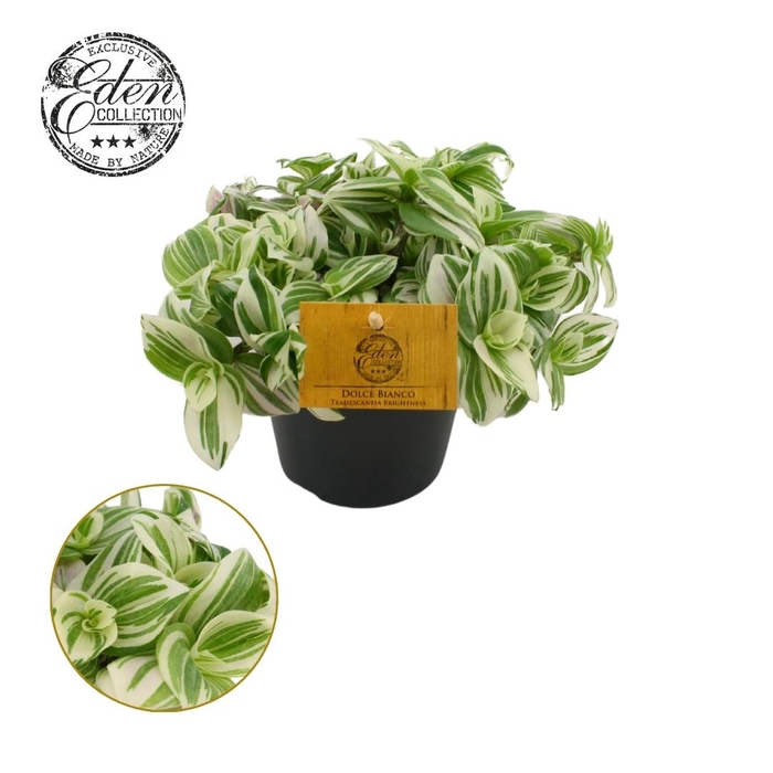 <h4>Tradescantia Brightness 12cm</h4>