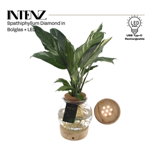 Spathiphyllum Diamond