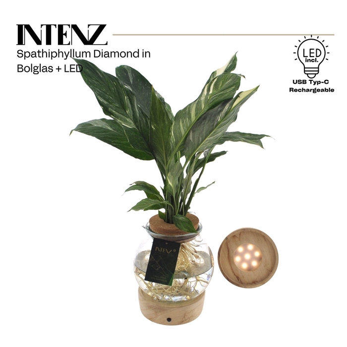 <h4>Spathiphyllum Diamond</h4>