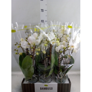 Phalaenopsis   ...white
