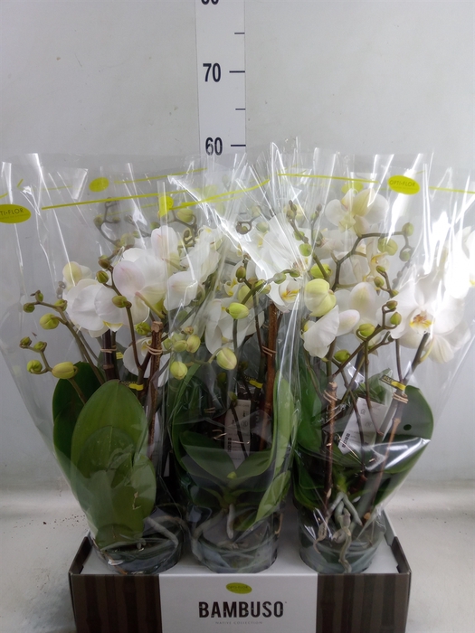 <h4>Phalaenopsis   ...white</h4>
