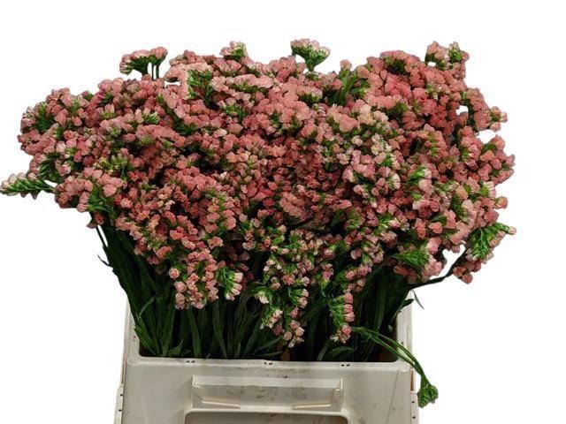 <h4>LIM S ROYAL ORANGE</h4>