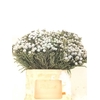 KAAPS SILVER BRUNIA