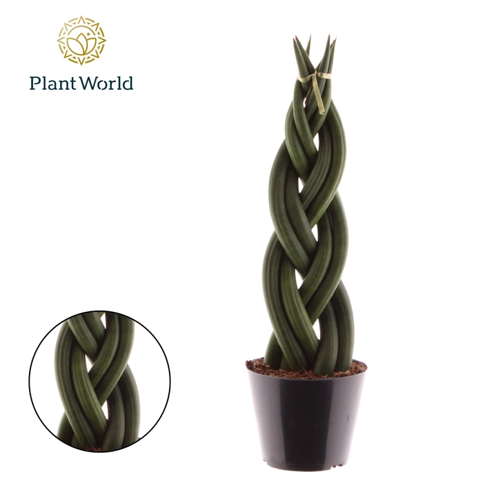 <h4>Sansevieria cylindrica 'Twist'</h4>