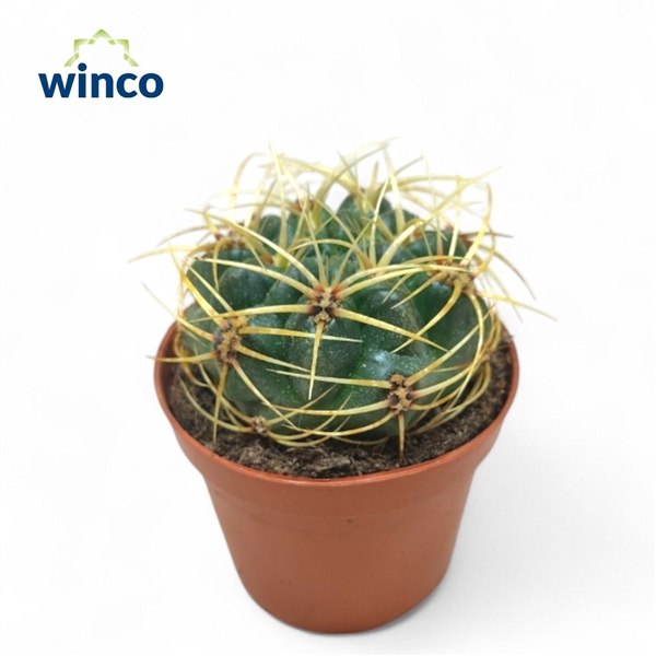 <h4>Gymnocalycium Monvillei</h4>