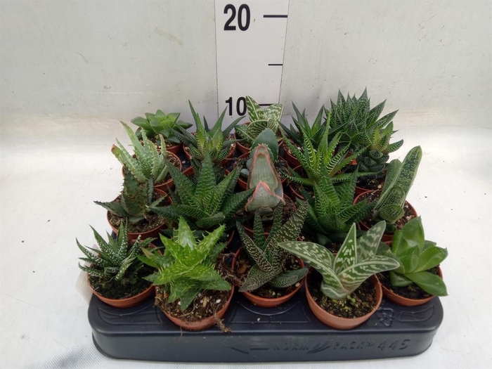 <h4>Aloe   ...mix</h4>