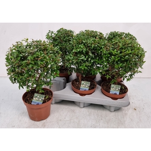MYRTUS COM
