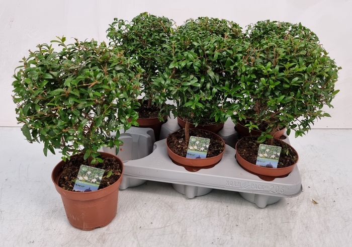 <h4>MYRTUS COM</h4>