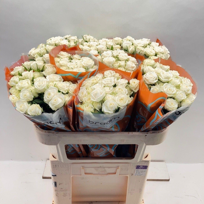 <h4>Rosa TR 'Milky Way' BRAAM</h4>