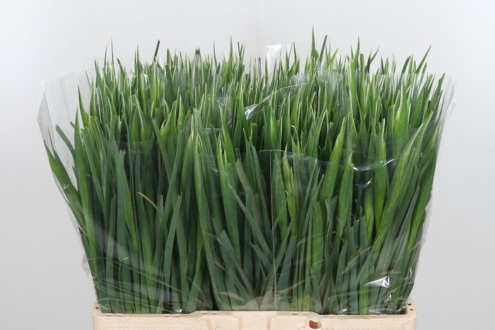 <h4>Iris Blue Magic</h4>