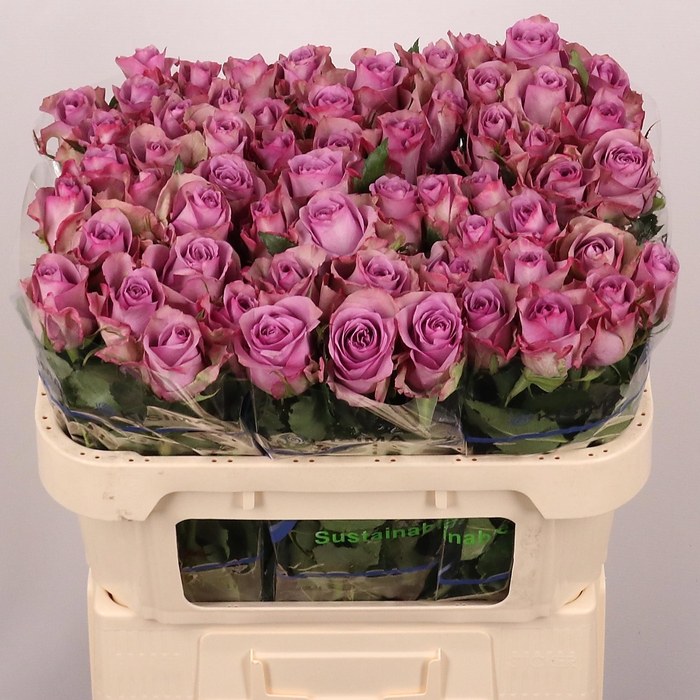 <h4>R GR NIGHTINGALE!</h4>