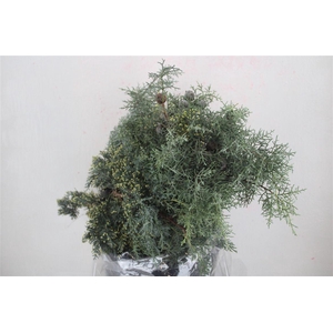 Cypresse Nuts Blue P Bunch